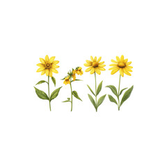 Yellow Sunflowers with Bright Petals and Dark Centers Isolated on White Background
