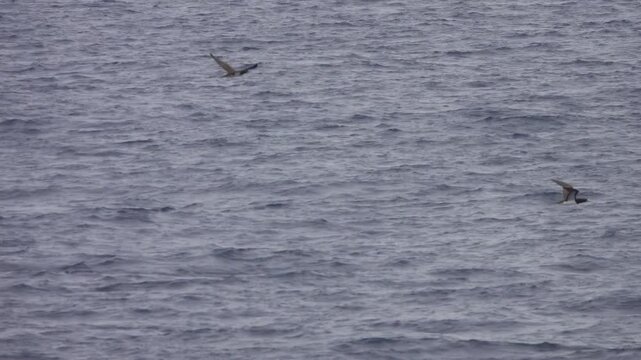 Tropical seas. Views of the Bali Sea from the ship in winter,summer in the southern hemisphere. Indonesia. Brown booby (Sula leucogaster) flies over the water