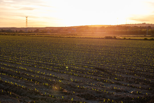 Cornfield at sunset on a tranquil farm landscape