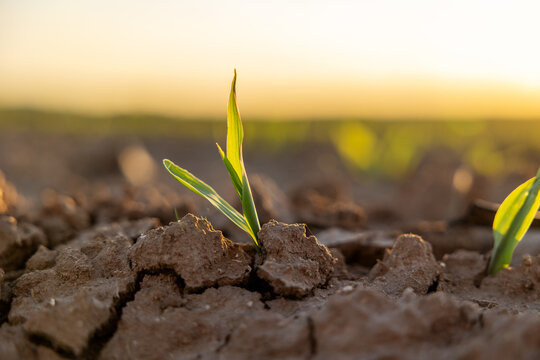Young corn sprout emerging from soil at sunrise