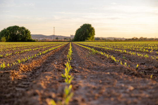 Young corn shoots on sprawling farmland at sunrise