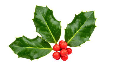 A sprig, three leaves, of green holly and red berries for Christmas decoration isolated against a transparent background.



