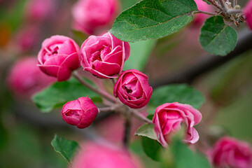 Pink and white apple tree in full bloom
