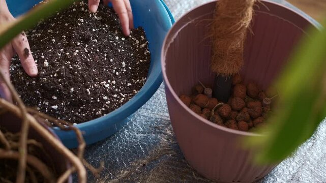 A woman's hands carefully mix soil and perlite to prepare the soil for planting a monstera and adds the prepared enriched soil to the pot, the concept of caring for and transplanting houseplants
