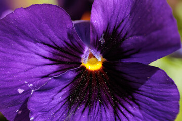 vista macro in primo piano di una pianta da giardino con un fiore color viola