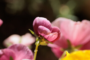 vista macro in primo piano e sullo sfondo di varie piante da giardino con fiori color rosa e magenta