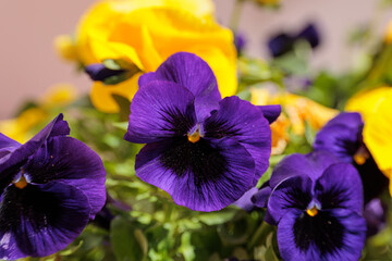 vista macro di varie piante da giardino con fiori di color viola in primo piano e gialli sullo...