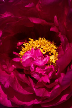 Fototapeta Close up of vibrant pink peony in full bloom