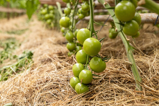 Green tomatoes growing on organic farm with hay mulch