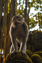 Curious monkey in Ubud Monkey forest, Bali