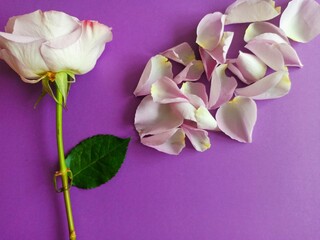 fliying petals. 