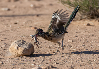 Obraz premium Greater Roadrunner with Lizard Prey