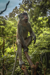 Curious monkey in Ubud Monkey forest, Bali