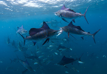 Fototapeta premium School of Sailfish Hunting in Blue Ocean