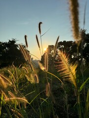 Wildflowers in a field of afternoon sunlight