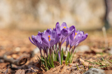 vista macro frontale di un gruppo di crochi color viola su un terreno di un ambiente naturale, di giorno, in primavera, su sfondo sfuocato