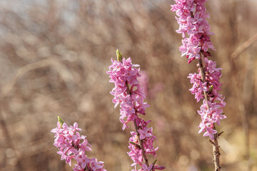 vista macro di alcuni esemplari di pianta Daphne mezereum dai fiori color rosa, di giorno, in un ambiente naturale, in primavera