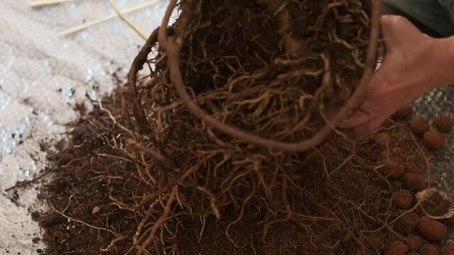 Footage of replanting monstera, gardener carefully straightening monstera roots removing old soil from roots, close-up and selective focus on monstera roots and preparing for replanting houseplants