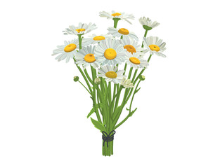 Daisy bouquet. Realistic daisies. Daisy flowers medicinal. Daisy flower background