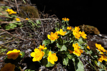 inquadratura macro panoramica con vista su un gruppo di piccoli fiori gialli di montagna in primo piano, di giorno, in primavera