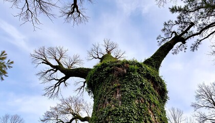Majestic tree covered in green moss against a blue sky  