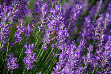 lavender season