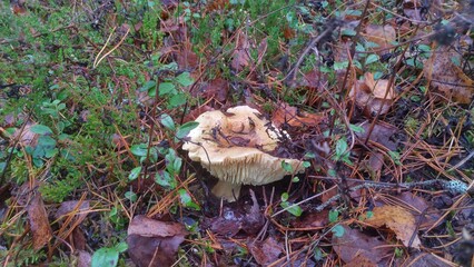 In the forest, among the moss, dry branches, fallen leaves and needles, the edible mushroom green agaric (Tricholoma equestrie) grows. Cloudy autumn weather