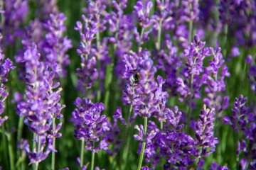 lavender season