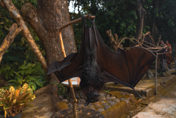 Large Fruit Bat (Flying Fox) Hanging from a Tree in Bali, Indonesia