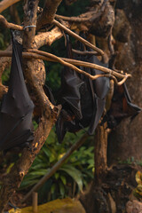 Large Fruit Bat (Flying Fox) Hanging from a Tree in Bali, Indonesia