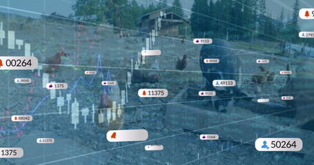 Chickens pecking gravel in yard by pine trees, with coop financial overlays and notification icons