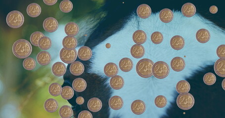 Peeking giant panda head through scattered two-cent euro coins at forest enclosure, sunlit foliage