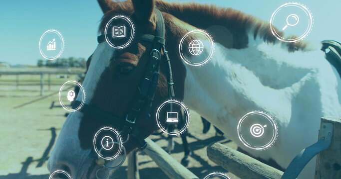Fototapeta Standing brown and white horse wearing leather bridle by rail fence in paddock, with digital icons
