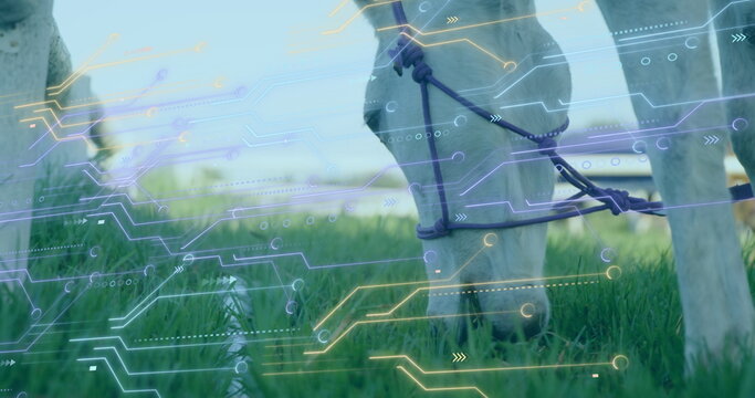 Grazing white goat bending down in tall green grass, with purple rope halter, circuit overlay