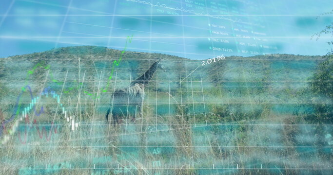 Fototapeta Standing giraffe facing right among savannah grass, rolling hills with digital graph showing 2