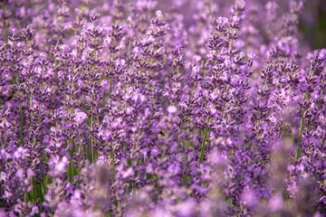 Obraz premium lavender season