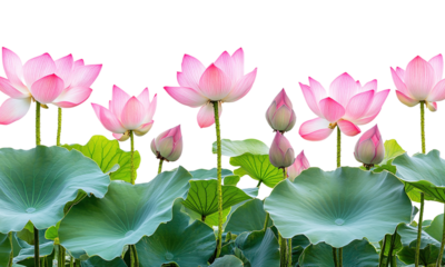 Group of pink lotus flowers with green leaves natural aquatic scene isolated on transparent background.