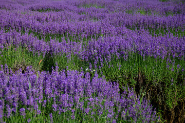 Naklejka premium lavender season