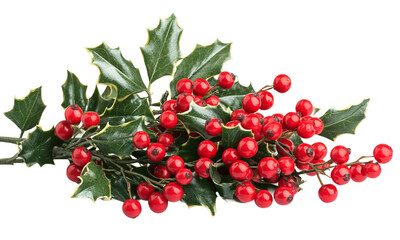 Holly berry bouquet festive decoration for celebrations isolated on transparent background.