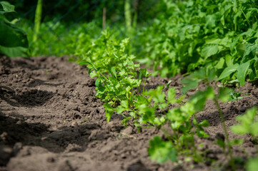 Parsley plants grow healthily in rich soil under sunlight, bordered by vibrant green foliage in a garden setting