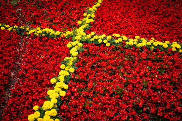 Dywan kwiatowy