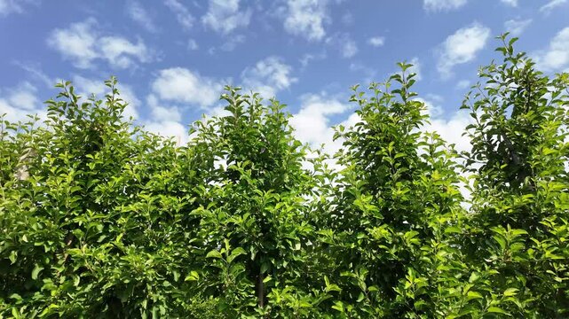 Peaceful Rural Apple Garden with Green Foliage. Close-Up of Apple Tree Branches.