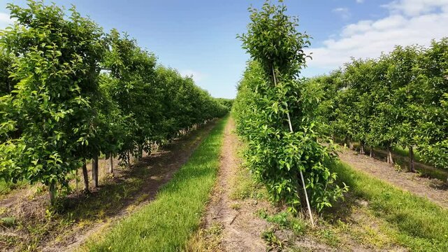 Wide Shot of Neatly Planted Apple Trees in Rows. Symmetrical Apple Tree Rows in a Well-Organized Fruit Garden.