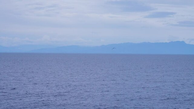 Tropical seas. Views of the Bali Sea from the ship in winter,summer in the southern hemisphere. Indonesia. Brown booby (Sula leucogaster) flies over the water