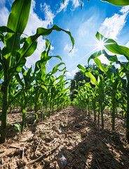 A Vibrant Cornfield Flourishing Under a Clear Blue Sky Illuminated by Bright Sunlight
