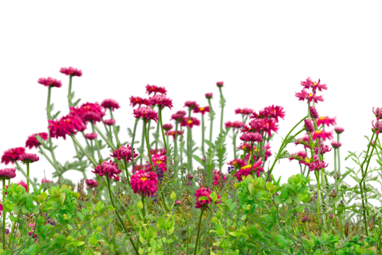 Meadow with colorful wildflowers border, grass field isolated background