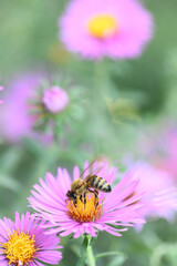 Perennial aster. Bee (lat. Anthophila) collects nectar and pollen from flowers of perennial aster.