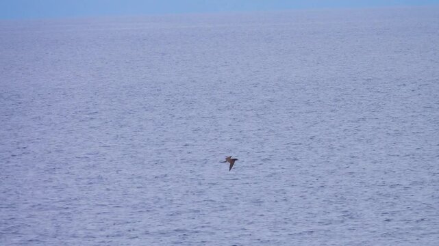 Tropical seas. Views of the Bali Sea from the ship in winter,summer in the southern hemisphere. Indonesia. Brown booby (Sula leucogaster) flies over the water