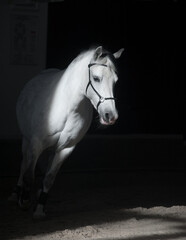 White horse running in indoor arena. Low key