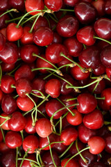 New harvest of fresh ripe dark red sweet cherry berry on farmers market close up.